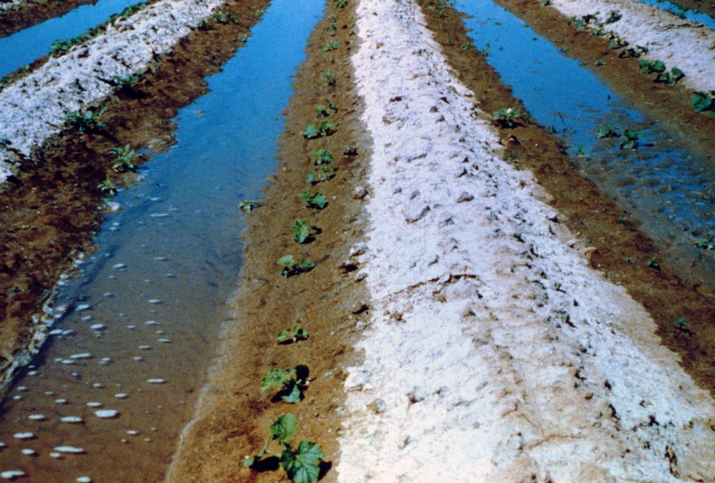 A field being irrigated by flooded furrow irrigation depicting furrows full of irrigation water, plants growing next to the water on the edge of the rows, and salt accumulating at the highest points of the rows where water evaproates, forming a white crust.