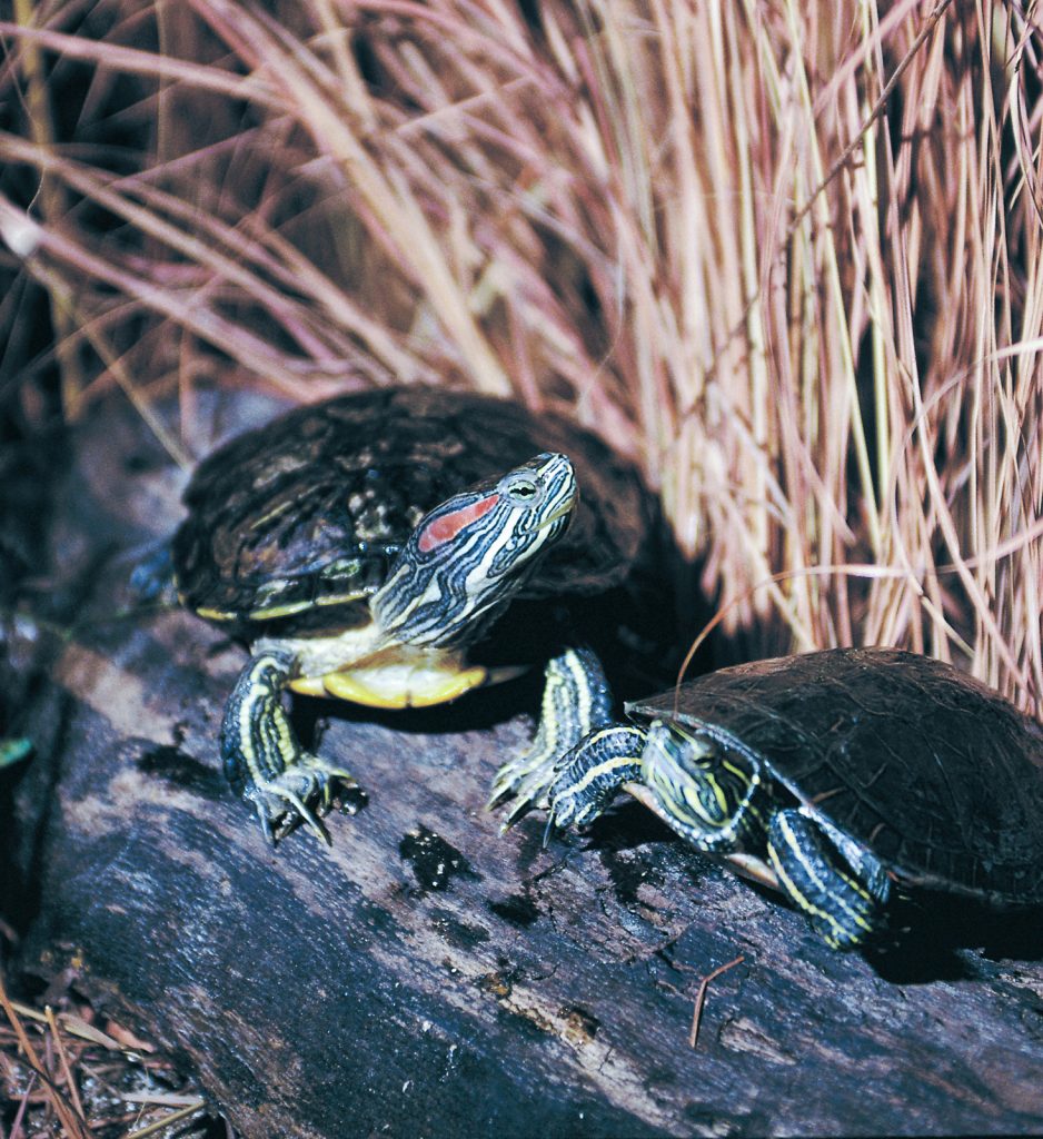 Two turtles sitting on a log.