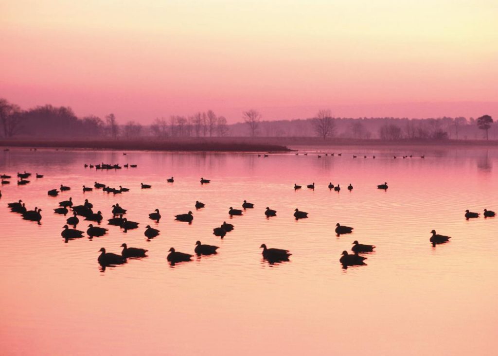Ducks sitting on a pond at sunrise.