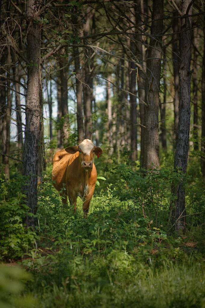 A cow grazing in a forest