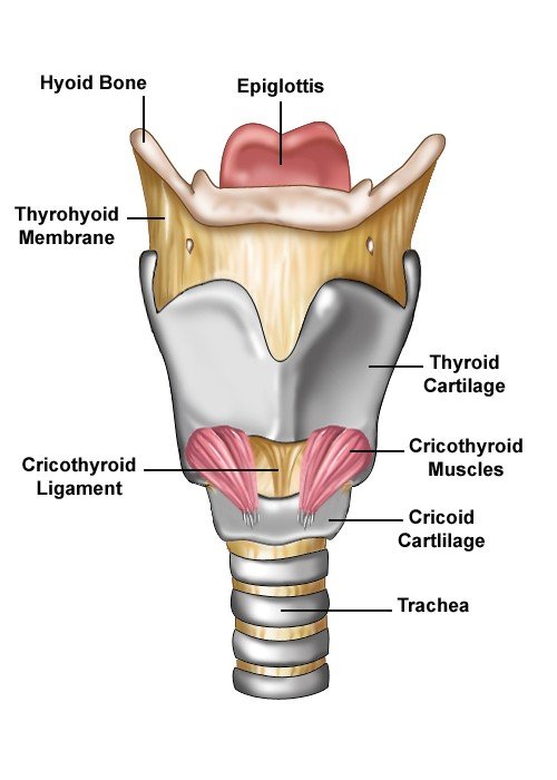 Larynx with labels