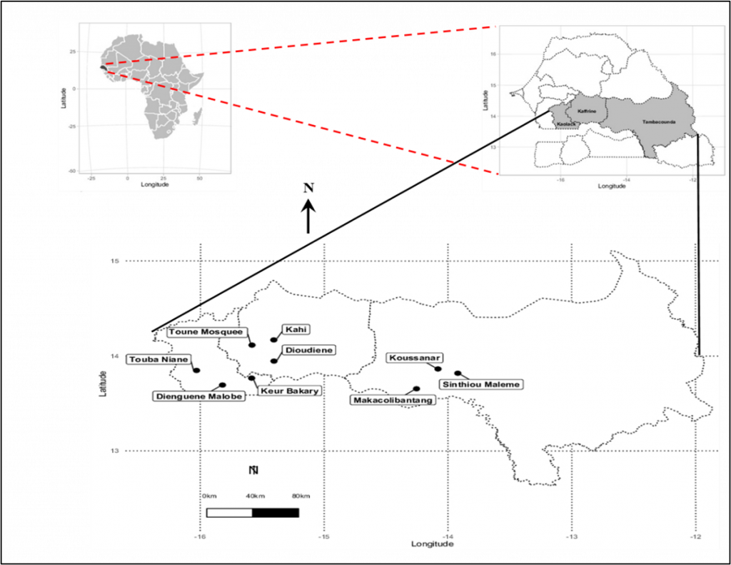 3 Maps Showing Sampling Locations in the Groundnut Basin. Map 1 is the continent of Africa. Map 1 points to Map 2, which shows the country of Senegal. Map 2 points to Map 3, which is shows a larger map image of the regions of Kaolack, Kaffrine, Tambacoumba.