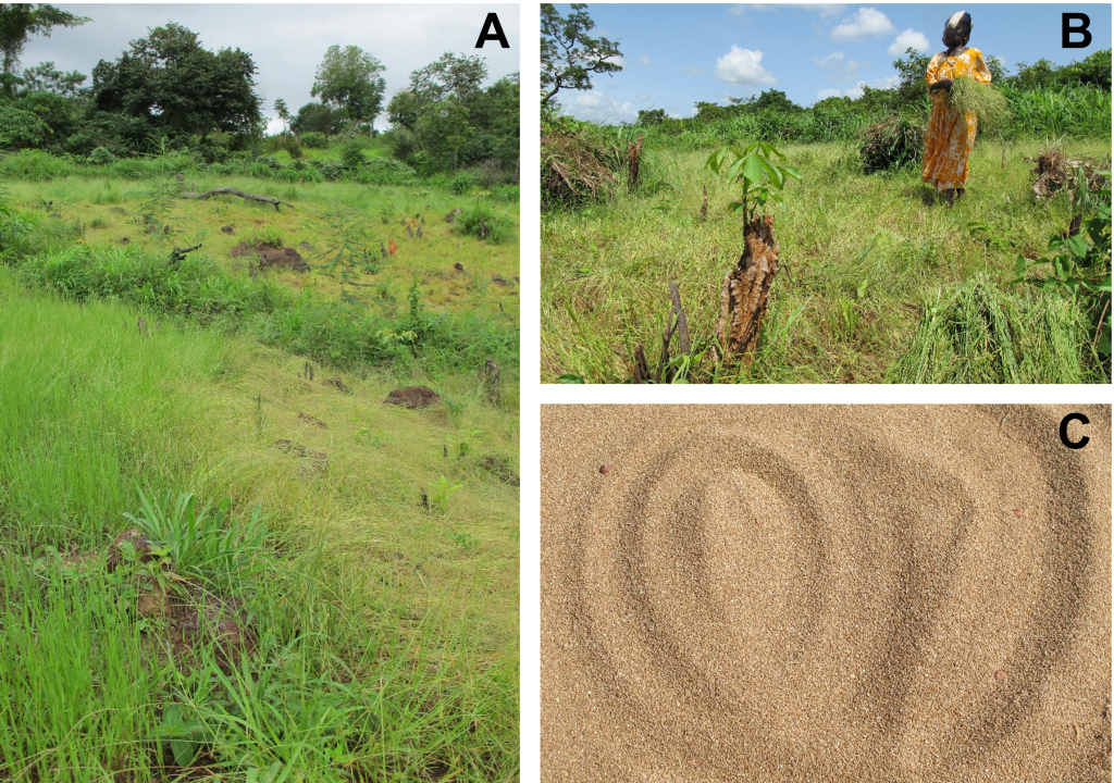 3 images of Fonio, Digitaria Exilis, an Indigenous Staple Crop from Western Africa. image 1 is of field, image 2 is woman planting in field, and image 3 is grain.