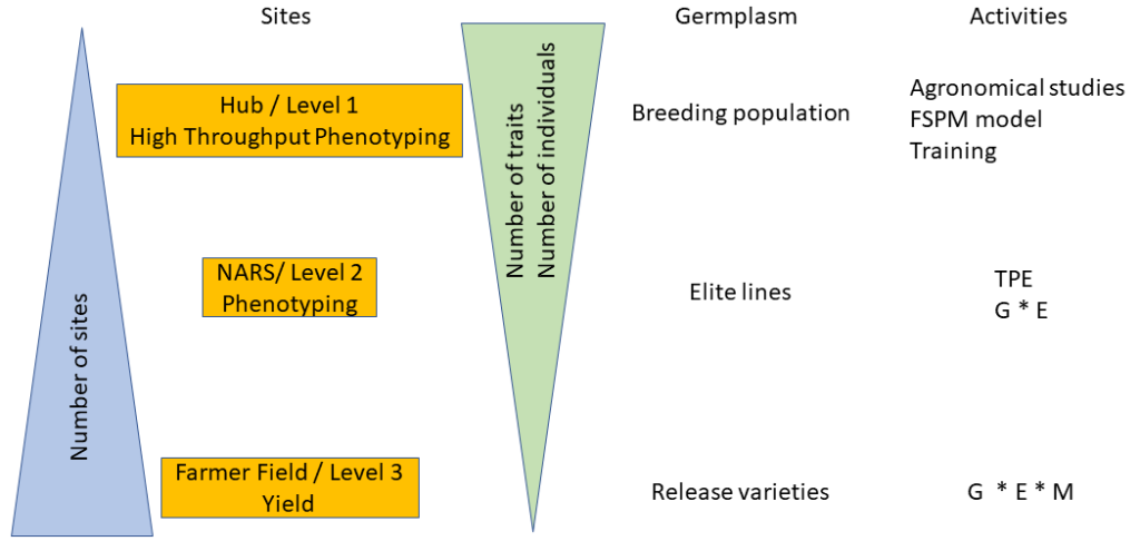 Diagram of Activities Within the Field Phenotyping Network. Left side has triangle pointing up with text inside, Number of sites. To right of that, is the top heading Sites with 3 text boxes below: Hub/ Level 1 High Throughput Phenotying, NARS/Level 2 Phenotyping, Farmer Field/Level 3 Yield. To the right of this column is a triangle pointing down with text inside, Number of traits & Number of individuals. To the right of that, the top heading is Germplasm. Below that are text boxes: Breeding population, Elite Lines, Release varieties. To the right of that, the top heading is Activities. Below that are text boxes: Agronomical studies FSPM model training, TPE G * E, G * E * M.