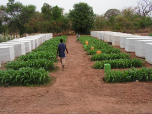 Person walking in path between 2 lines of Photoperiod-sensitive Sorghum. Large white boxes are lined up along the other side of the sorghum lines.