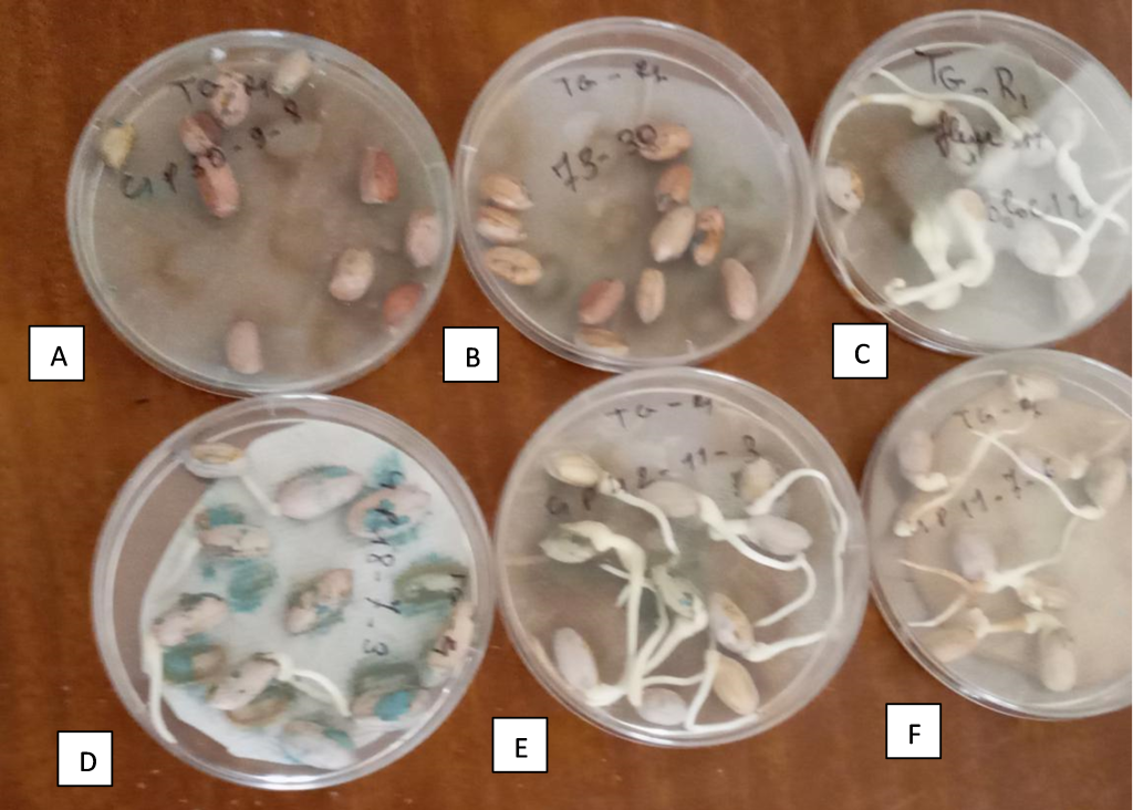 6 samples of Fresh Seeds of Recombinant Inbred Lines Along with the Parental Lines in round plastic containers on a table. Each is sample is labeled with letters A, B, C, D, E, F.