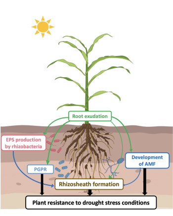 Using Root-Soil Interactions in the Rhizosphere as Valuable Traits for ...