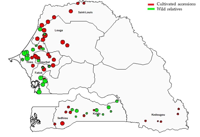 Map of Senegal Showing the Villages Where Cultivated and Wild Relative Accessions were Collected. Scatter plots in red show cultivated accessions in West, South and Southeast Senegal. Scatter plots in green show wild relatives in West and South Senegal.