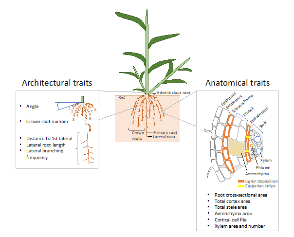 3 images representing the Scheme of the Various Roots of Pearl Millet Plant at Vegetative Stage (1). Image 1 shows plant root system architectural traits, with line attaching to Image 2. Image 2 shows plant with underground view of root system. Image 3 shows plant root system anatomical traits, with line attaching to Image 2.
