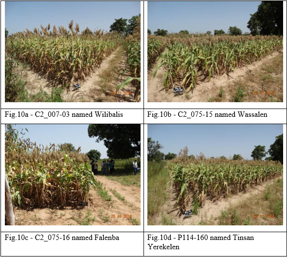 4 photos of Registered Varieties and Equivalent Names, representing Wliebalis, Wassalen, Falenba, and Tinsan Yerekelen