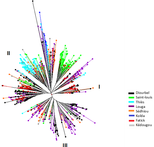Dendrogram Based on Genetic Dissimilarity Showing Genetic Relationships Between Cultivated Cowpea Accessions from Eight Regions of Senegal. Scatter plots representing regions are spread out and color coded. Each plot is attached by a line from the middle of the circle.