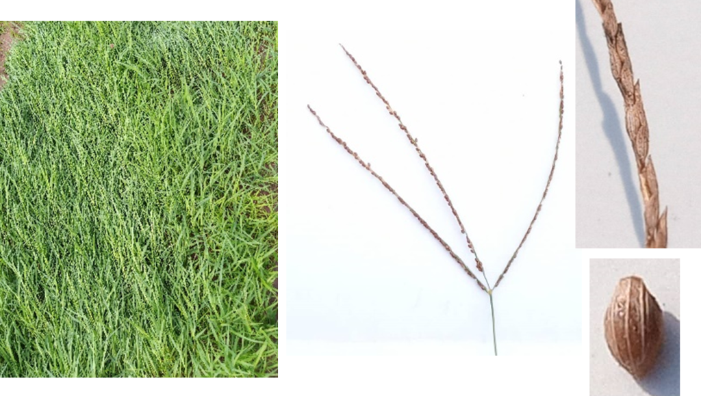 4 images comparing growth phases of Digitaria Exilis, White Fonio Plant