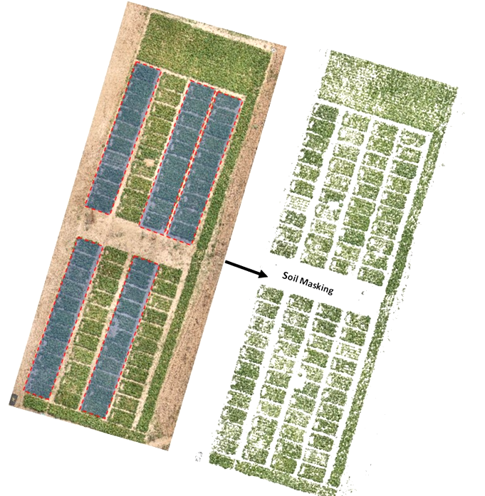 2 images Obtained After Using the Soil Masking Technique to Extract Both Soil and Vegetation Layers with the Traditional HUE Index Thresholding. Image 1 shows sky view of field plots with 5 areas in gray framed with red dotted lines. An arrow points from this image to Image 2, which is the image without the gray areas, labeled Soil Masking.