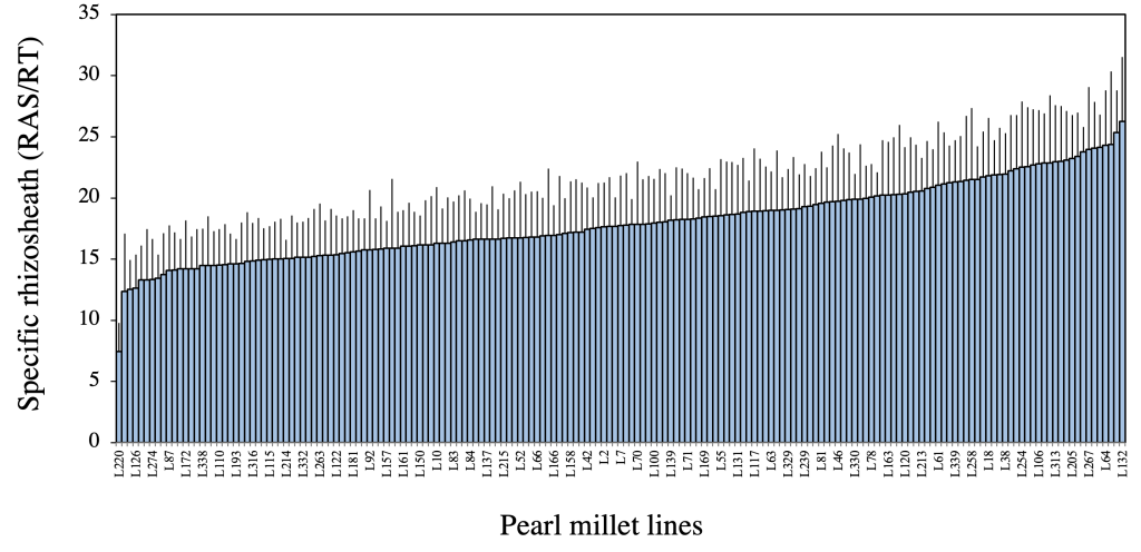 Rhizosheath Size (RASRT Ratio) of 181 Pearl Millet Lines Grown in Greenhouse Conditions with vertical lines per pearl millet line showing gradual grow from left to right along X axis.