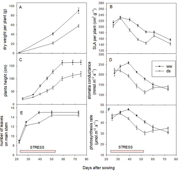 6 graphs showing Evolution of Agro-physiological Traits of Sorghum Varieties Under Well-watered (22) and Drought Stress (ds) Conditions. Graph A shows 2 plots lines with whiskers demonstrating dry weight per plant (g) with ww (black) & ds (white) in 2018. Graph B shows 2 plots lines with whiskers demonstrating SLA per plan (cm2. g-1) with ww (black) & ds (white) in 2019. Graph C shows 2 plots lines with whiskers demonstrating plants height (cm) with ww (black) & ds (white) in 2018. Graph D shows 2 plots lines with whiskers demonstrating stomata conductance (mmol.m-2.s-1) with ww (black) & ds (white) in 2019. Graph E shows 2 plots lines demonstrating number of leaves on main stam with ww (black) & ds (white) in 2018. Graph F shows 2 plots lines with whiskers demonstrating photosynthesis rate (umol.m-2.s-1_ with ww (black) & ds (white) in 2019.