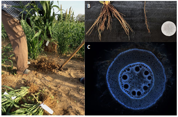 3 images of Pearl Millet Root Phenotyping in Field Conditions. Image A shows someone digging in a field. Image B shows roots of Pearl Millet plant. Image C shows the anatomy of a root emerging from the fourth whorl using laser ablation tomography.