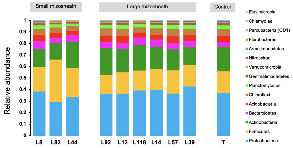 Stack bar graph to show Relative Abundance of 15 Major Bacterial Phyla in Rhizosphere of 9 Contrasted Pearl Lines Unplanted Control Soil (T). Each Major Bacterial Phyla in Rhizosphere is color coded to demonstrate amount per bar chart. Small rhizoheath has 3 bar charts. Large rhizoheath has 6 bar charts. Control has 1 bar chart.