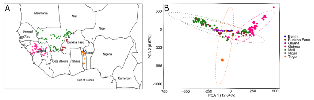 2 images showing Genomic Diversity of Fonio Landraces in West Africa. Image 1 is of map of West Africa with scatter plots in Guinea (pink), south Mali (green), West Burkina Faso (brown), Togo (orange), Benin (blue), East Ghana (purple), South Niger (gray). Image 2 shows PCA 1 areas with scatter plots of the country colors circled with ovals to demonstrate reach.