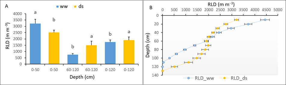 2 graphs showing Root Length Density (RLD) of Sorghum Varieties Under Well-watered (ww) and Drought Stress (ds) Conditions at the End of the Stress Period. Graph A is bar chart with whiskers with ww (3 blue bars) & ds (3 yellow bars) showing growth of RLD (mm-3) across X axis of Depth (cm). Graph B is 2 plot lines with whiskers with RLD_ww (blue) & RLD_ds (yellow) showing Depth (cm) across X axis of RLD (mm-3).