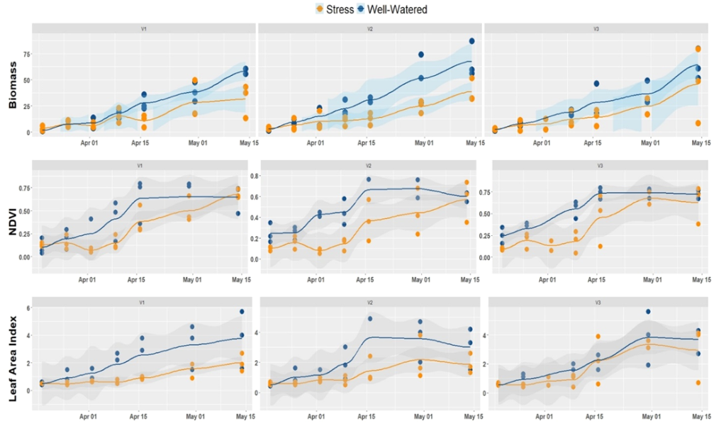 9 line graphs with vertical plot points demonstrating Time Series Analysis of Plant Traits (biomass, NDVI, LAI) in 3 Sorghum Varieties (V1-V3) at Different Dates of Crop Cycle. Graph 1 (Biomass V1) shows gradual increase in Stess (yellow) & Well-Watered (blue) from March 15 to May 15. Graph 2 (Biomass V2) shows gradual increase in Stess (yellow) & Well-Watered (blue) from March 15 to May 15. Graph 3 (Biomass V3) shows gradual increase in Stess (yellow) & Well-Watered (blue) from March 15 to May 15. Graph 4 (NDVI V1) shows gradual increase in Stess (yellow) & Well-Watered (blue) from March 15 to May 15. Graph 5 (NDVI V2) shows gradual increase in Stess (yellow) & Well-Watered (blue) from March 15 to May 15. Graph 6 (NDVI V3) shows gradual increase in Stess (yellow) & Well-Watered (blue) from March 15 to May 15. Graph 7 (Leaf Area Index V1) shows gradual increase in Stess (yellow) & Well-Watered (blue) from March 15 to May 15. Graph 8 (Leaf Area Index V2) shows gradual increase in Stess (yellow) & Well-Watered (blue) from March 15 to May 15. Graph 9 (Leaf Area Index V3) shows gradual increase in Stess (yellow) & Well-Watered (blue) from March 15 to May 15.