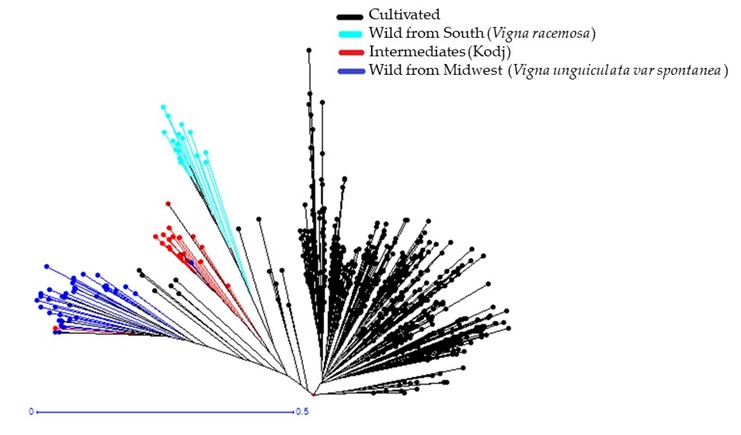 Dendrogram Showing Genetic Dissimilarity Between Local Cowpea Germplasm (Cultivated Cowpea, Hybrids, and Wild Accessions) from Senegal. All lines start at bottom near .5 of X axis. Cultivated (black) mainly scatters up and to the right. Wild from South (light blue) mainly scatters up and slightly left. Intermediates (red) mainly scatters up and left. Wild from Midwest mainly scatters far left.