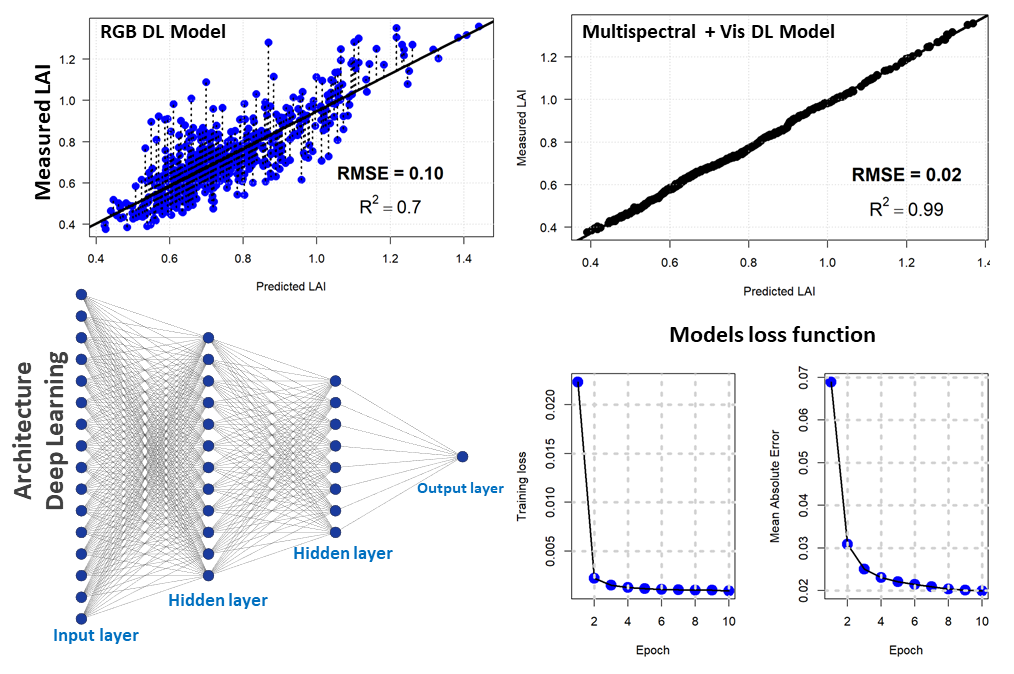 4 graphs demonstrating A Densely Connected Neural Network for LAI Estimation. Image 1 is scatter plots of the RGB DL Model along linear line showing continued increase from .4 to 1.5 Measured LAI across Predicted LAI X axis. Image 2 is linear plots of the Multispectral + Vix DL Model along linear line showing continued increase from .4 to 1.4 Measured LAI across Predicted LAI X axis. Image 3 shows Architecture Deep Learning with 16 vertical Input layer plot points (left side) connected by lines to 12 vertical Hidden layer plot points connected by lines to 8 vertical Hidden layer plot points connected by lines to 1 Output layer plot point (right side). Image 4 shows 2 graphs for Models of loss function with Training loss dipping from 1 to 2 and then evening out through 10 Epoch on X axis and Mean Absolute Error dipping from 1 to 2 & then evening out through 10 Epoch on X axis.
