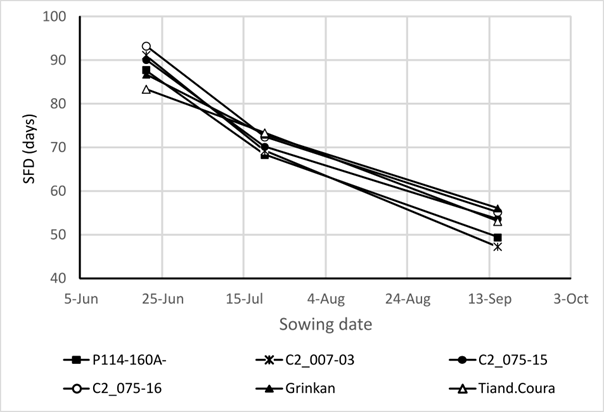 6 declining lines demontrating Flag Leaf Ligulation from Planting (SFD in days) According to the Sowing Date of Six Varieties Studied in Sotuba, Mali in 2015