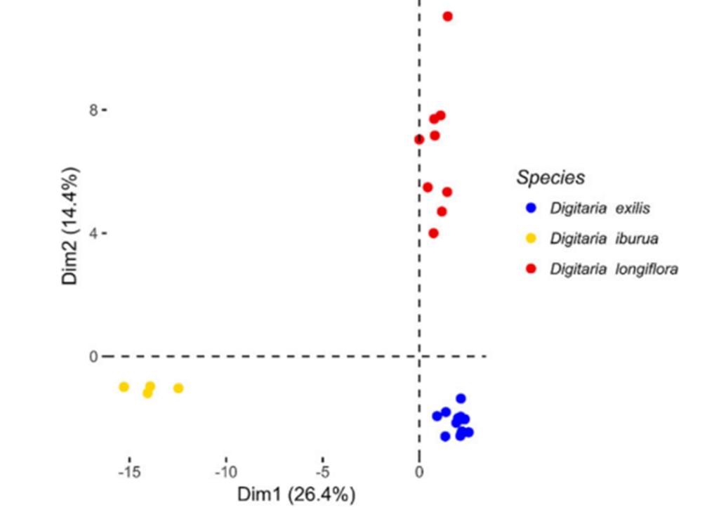 4 quadrant scatter plot chart showing Principal Component Analysis of the Pattern of Genetic Diversity among Digitaria Species- Digitaria Exilis (white fonio) in red plots in upper-right, Digitaria Uburua (black fonio) in yellow plots in lower-left, & Digitaria Longiflora (wild progenitors of white fonio) in blue plots in lower-right.