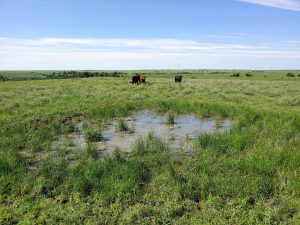 A bison wallow in rangeland with cattle in the nearby background