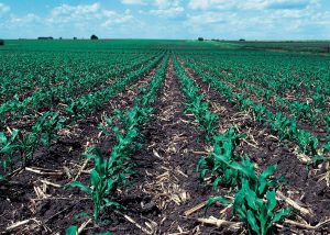 A corn field with crop residue and corn seedlings