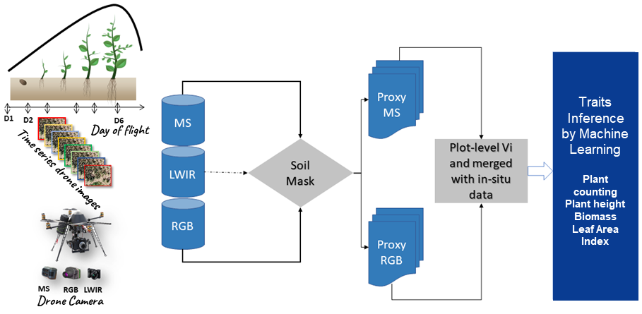 Flow chart showing Field-based UAV Aerial Phenotyping Platform and Methodology Used to Extract the Multispectral Image. Left images show 6-day plant growth & image of drone and camera types (MS, RGB, LWIR). To the right of that are 3 cylinders (MS, RGB, LWIR) point right to diamond shape (Soil Mask). To the right of that are 2 text boxes (Proxy MS & Proxy RGB) pointing right to text box (Plot-level Vi and merges with in-situ data). To the right of that is text box (Traits Inference by Machine Learning & Plant counting Plant height Biomass Leaf Area Index.