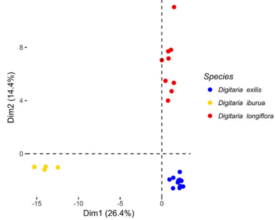4 quadrant scatter plot chart showing Principal Component Analysis of the Pattern of Genetic Diversity among Digitaria Species- Digitaria Exilis (white fonio) in red plots in upper-right, Digitaria Uburua (black fonio) in yellow plots in lower-left, & Digitaria Longiflora (wild progenitors of white fonio) in blue plots in lower-right.