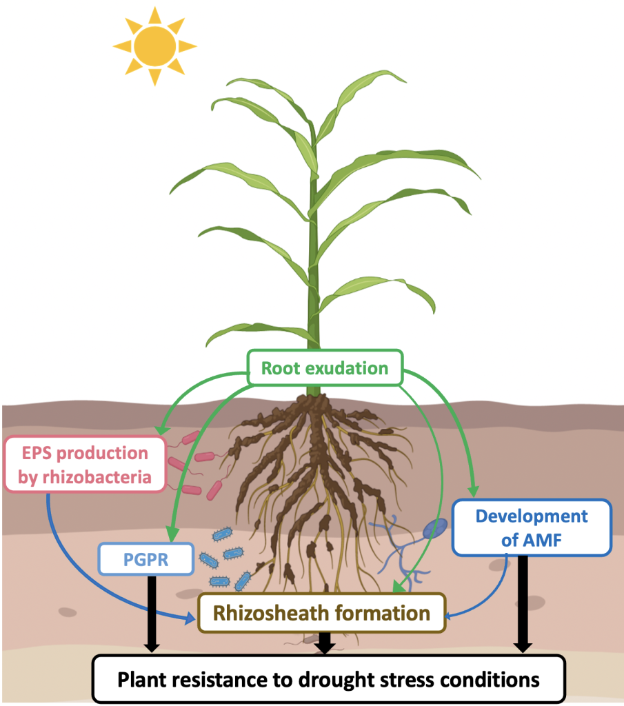 Image of plant with underground view of root system to show Interactions Between Roots, Soil & Microbiota, which Occurred in Rhizosphere to Help Plants Cope with Drought Stress. 6 text boxes describe parts of root system. Tex box 1 Root exudation. Text box 2 EPS production by rhizobacteria. Text box 3 PGPR. Text box 4 Development of AMF. Text box 5 Rhizosheath formation. Text box 6 plant resistance to drought stress conditions.
