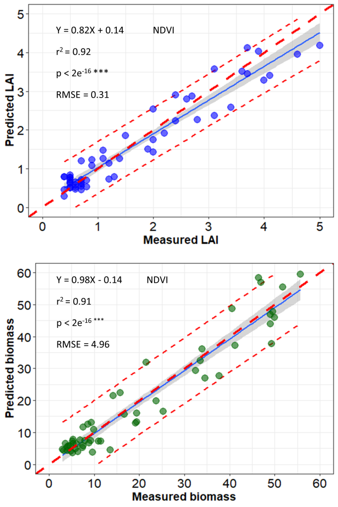 2 graphs which demonstrate the Relationship Between Measured LAI and Biomass and Predicted LAI and Biomass Using the NDVI Extracted from UAV Images. Image 1 is a scatter plot line showing incline in measured LAI. Image 2 is a scatter plot line showing incline in measured biomass.d
