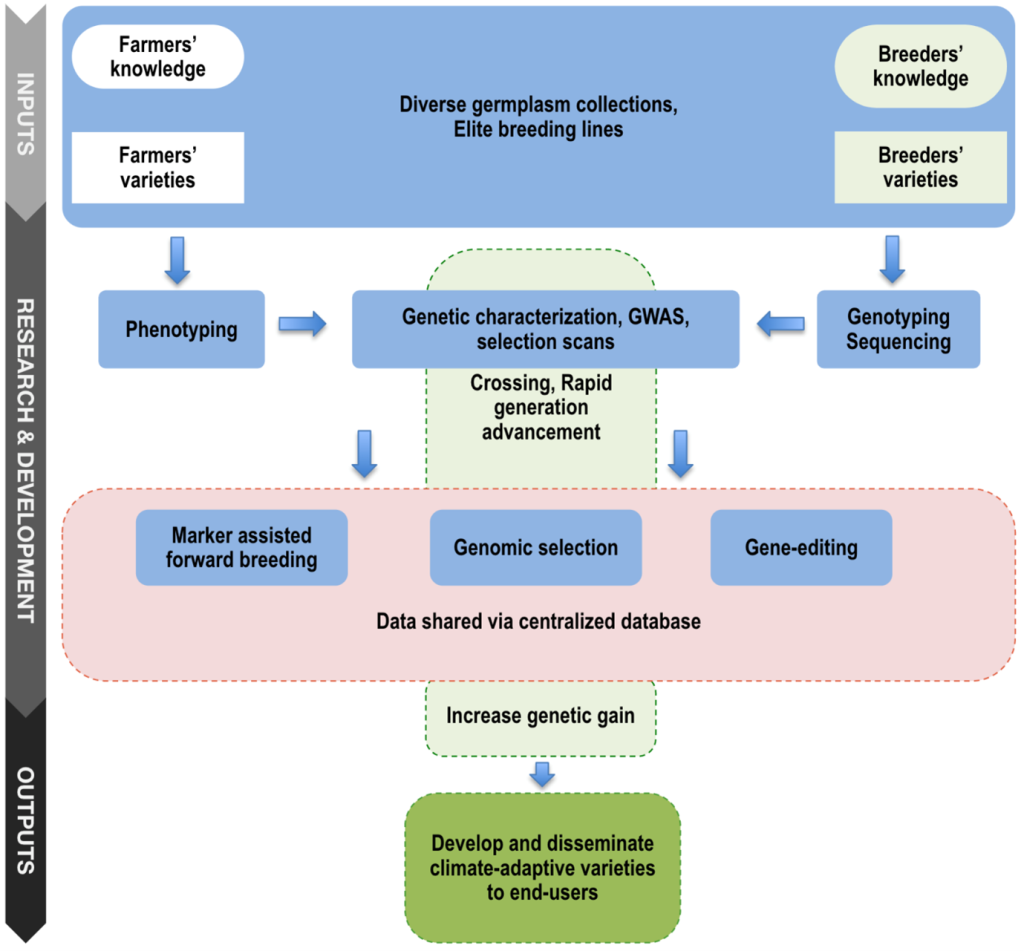 Flow chart starting at the top with Inputs and ending at the bottom through Research and Development to Outputs. The flow chart shows the Development of Climate-adaptive Varieties through Genomics-enabled Breeding Network Systems. The flow chart begins at top-left with Farmer's Knowledge and Varieties and top-right with Breeder's Knowlege and Varieties. Left side moves down to phenotyping and right side moves down to Genotyping. Both move to middle to Genetic characterization, GWAS, selection scans. Then, move down to Marker-assisted forward breeding, Genomic selection, Gene editing. Then move to bottom to Develop and disseminte climate-adaptive varieties to end-users.