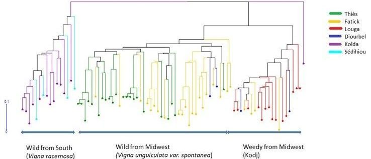Dendrogram Based on Genetic Dissimilarity Showing Genetic Relationships Between Cowpea Hybrid and Wild Accessions from Six Regions of Senegal. Starting at the top, scatter plots are attached by lines and drop toward bottom. They are aligned from left to right. Kolda and Sedihiou represent Wild from South. Fatick, Thies, Diourbel represent Wild from Midwest. Fatick, Diourgel, Louga represent Weedy from Midwest. Kolda
