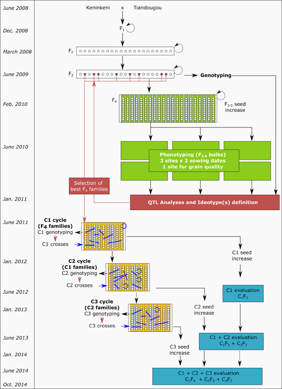 Flow chart demonstrating MARS Project Population Development QTL Accumulation Process, starting at top with Keninkeni X Tiandougou in June 2008 and ending in October 2014. Flowing down throw Genotyping, Phenotying, QTL Analyses and Ideotypes, Selectin of best F4 families, to C1, C2, C3 cycles, to C1, C2, C3 seed increase and evaluation