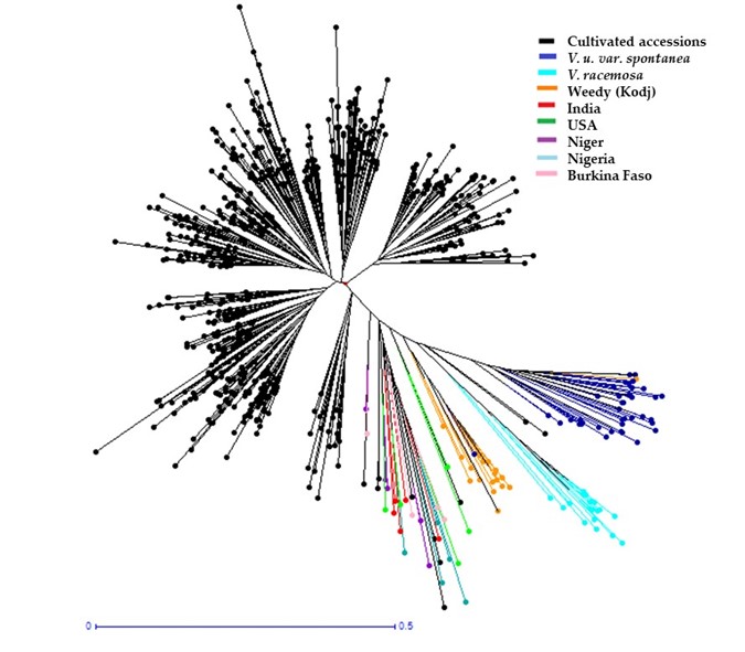 Dendrogram Showing Genetic Dissimilarity Between the Accessions from Senegal and Those from IITA. Scatter plot lines are attached in the middle. Cultivated accessions scatter everywhere with the most plots. All other plots scatter to lower-right.