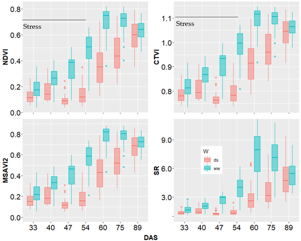 4 floating bar charts with whiskers demonstrating Dynamics of Estimated Vegetation Indices Under Well-watered and Drought Stress Conditions. Chart 1 shows ds (pink) & ww (light green) increasing in NDVI across DAS X axis. Chart 2 shows ds (pink) & ww (light green) increasing in CTVI across DAS X axis. Chart 3 shows ds (pink) & ww (light green) increasing in MSAVI2 across DAS X axis. Chart 3 shows ds (pink) & ww (light green) increasing in SR across DAS X axis.