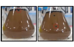 Figure 3-5: BeerBots fermentation