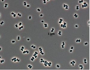 FIGURE 9-3 Bacteria found on Curiosity before launch