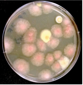 FIGURE 9-5 Fungi from the Microbial Tracking-1 experiment