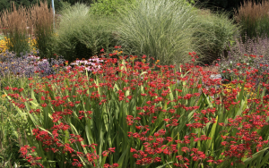Visual of a garden with perennial flowers.