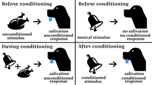 Visual showing pictures of a dog and how it response to specific stimuli (Pavlov).