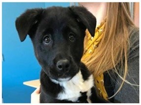 a white woman holding a black puppy with white flashing on its chest looks at the viewer with somewhat sad eyes.